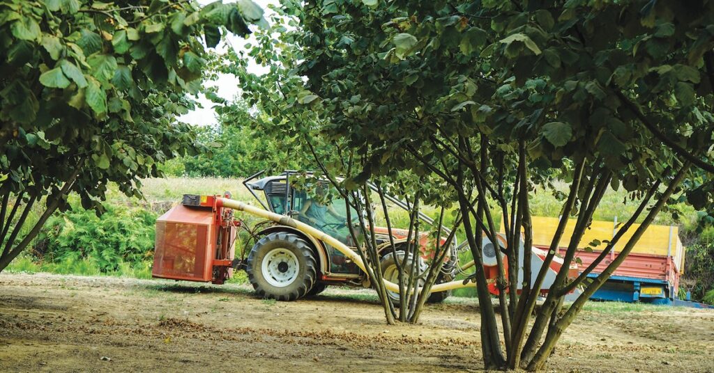 Farm equipment in a hazelnut orchard.