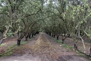 View of almond orchard.