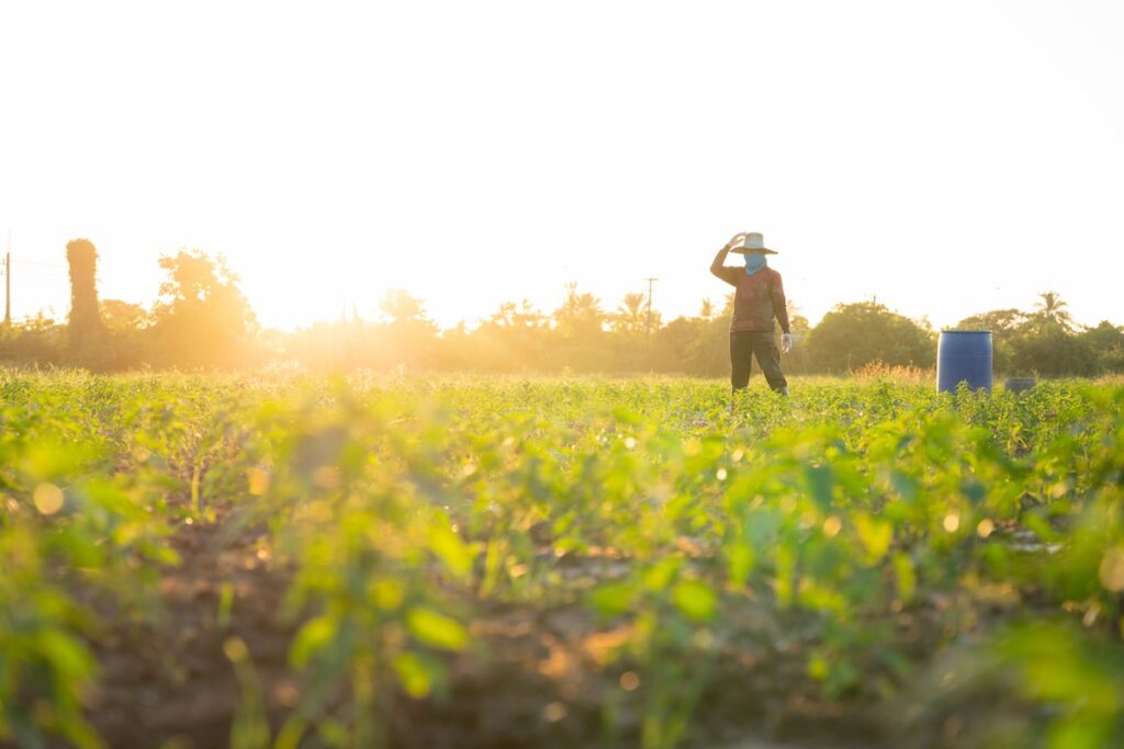 Farmer standing in a farm field on a sunny day.