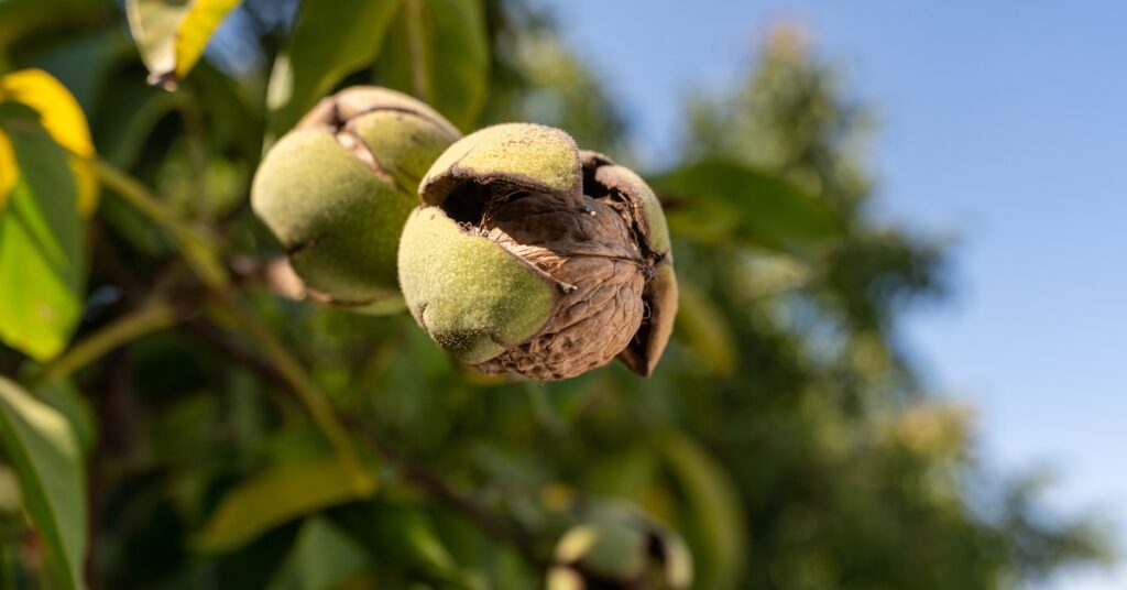 Close-up of walnuts growing on a tree on a sunny day.