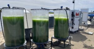 Three large vats full of green liquid at a farm.