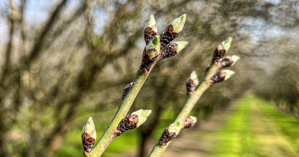 Close-up of almond tree branches with green tips.