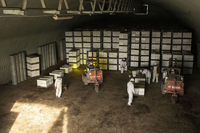 Indoor storage of honeybees