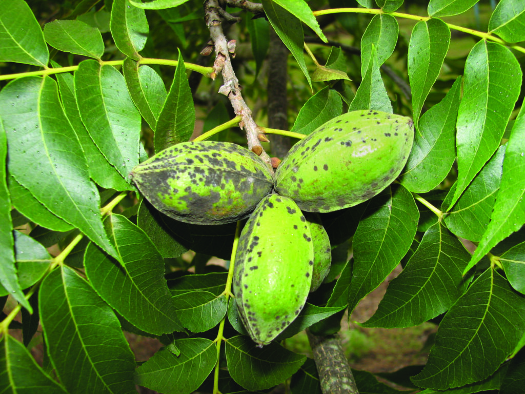 3 disease threats in Texas pecan