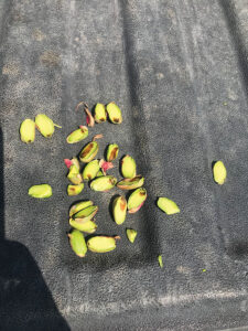 Close-up of shelled pistachios showing internal kernel discoloration.