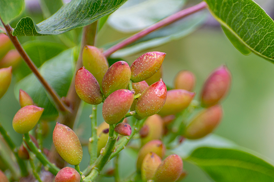 May pistachio shipments reach 908.1M pounds as export demand remains strong