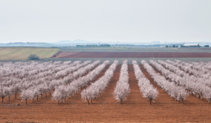 Aerial view of almond orchard in bloom.