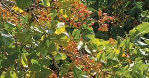 UC Davis, Pistachio Research Board seek grower input on climate impacts to fruit set