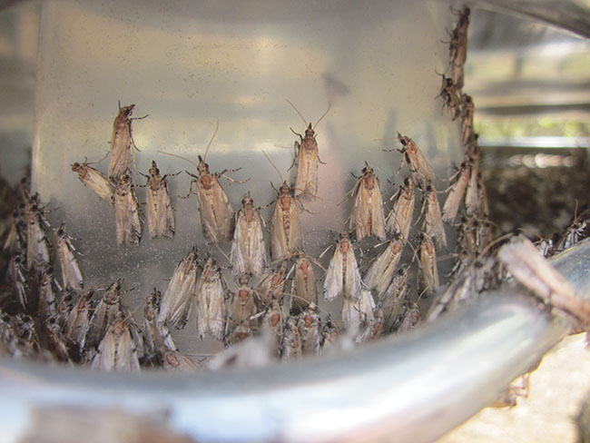 Tinkering with the variables