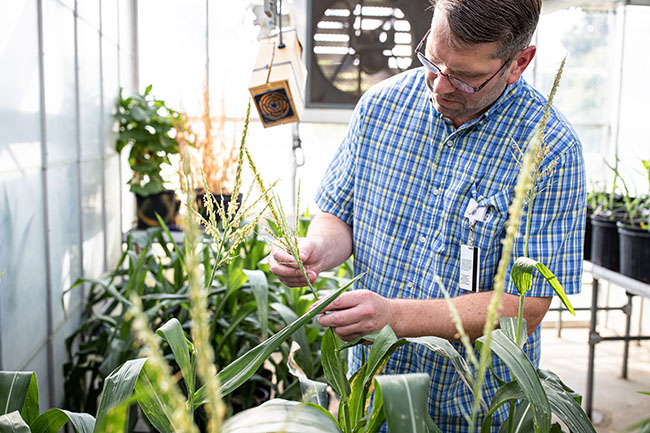 Peptides as insecticides