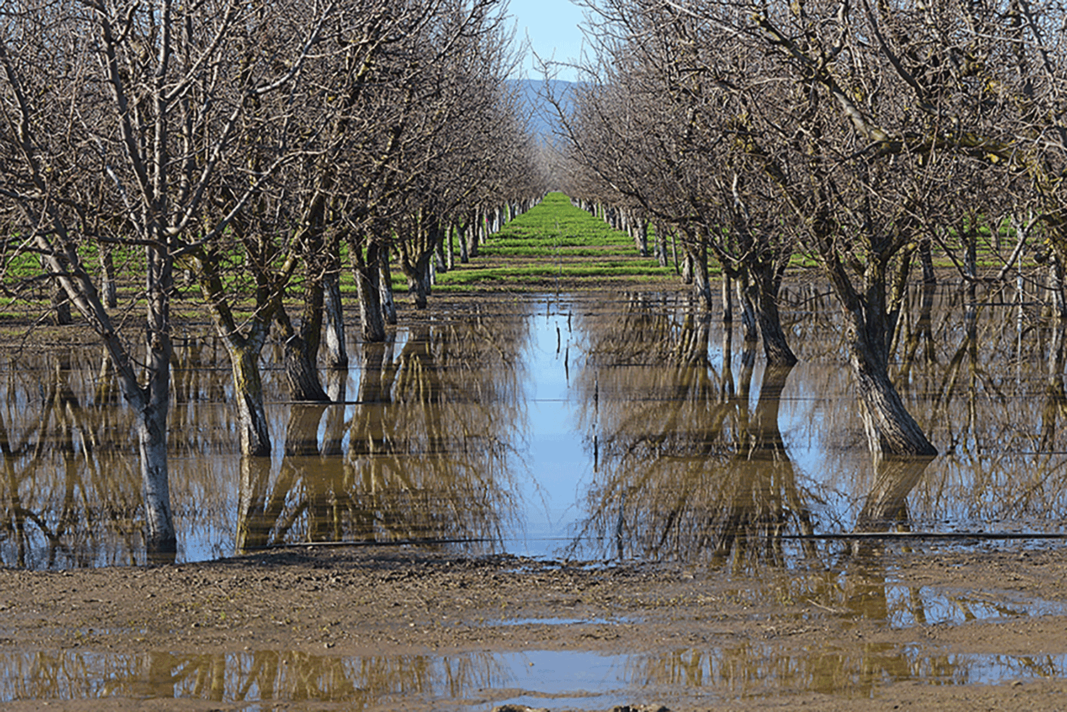 Tools and sensors can help tree nut growers with water stress