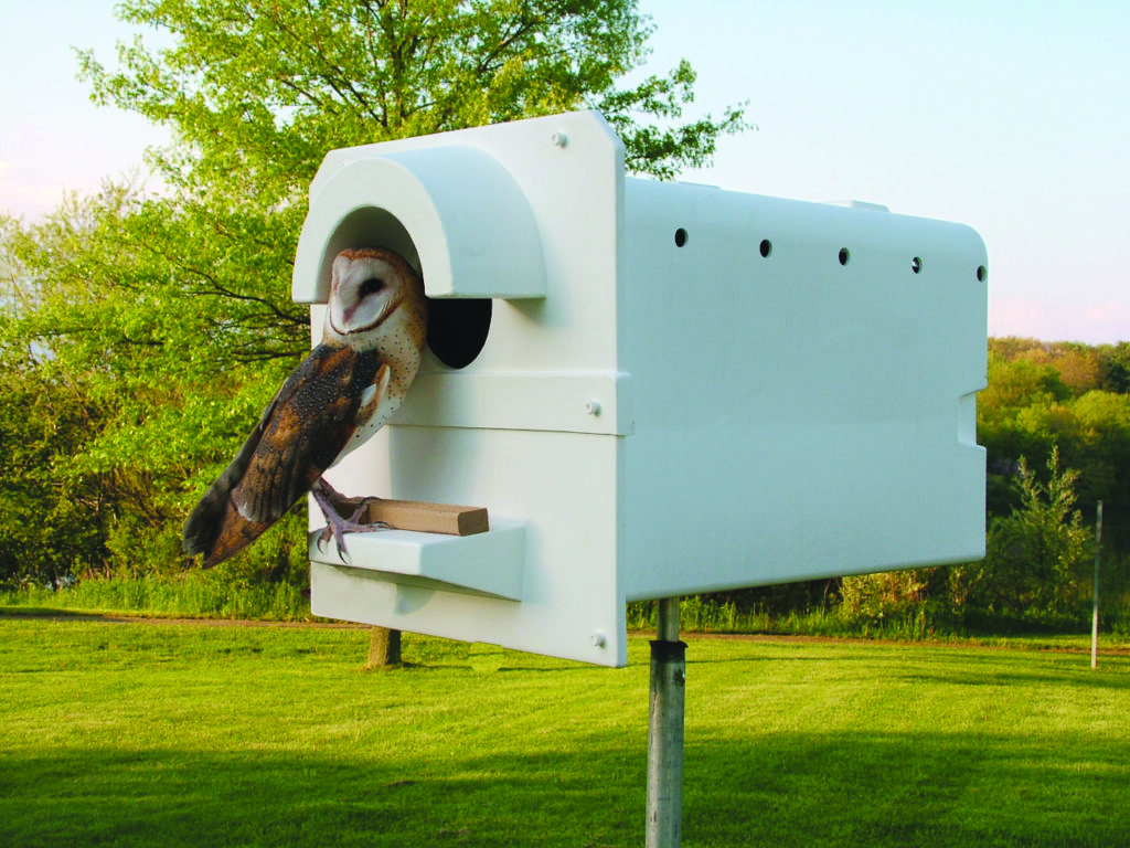Barn owls for rodent control