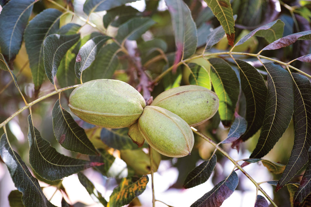 USDA updates pecan breeding and research lab