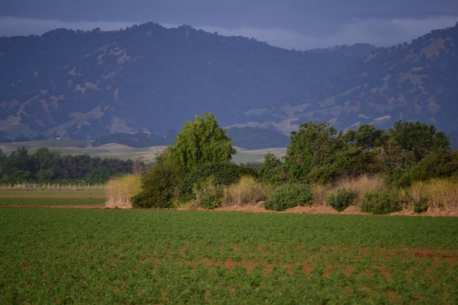 A hedgerow adjacent to a farm field. (Photo: Sacha Heath) A hedgerow adjacent to a farm field. (Photo: Sacha Heath)