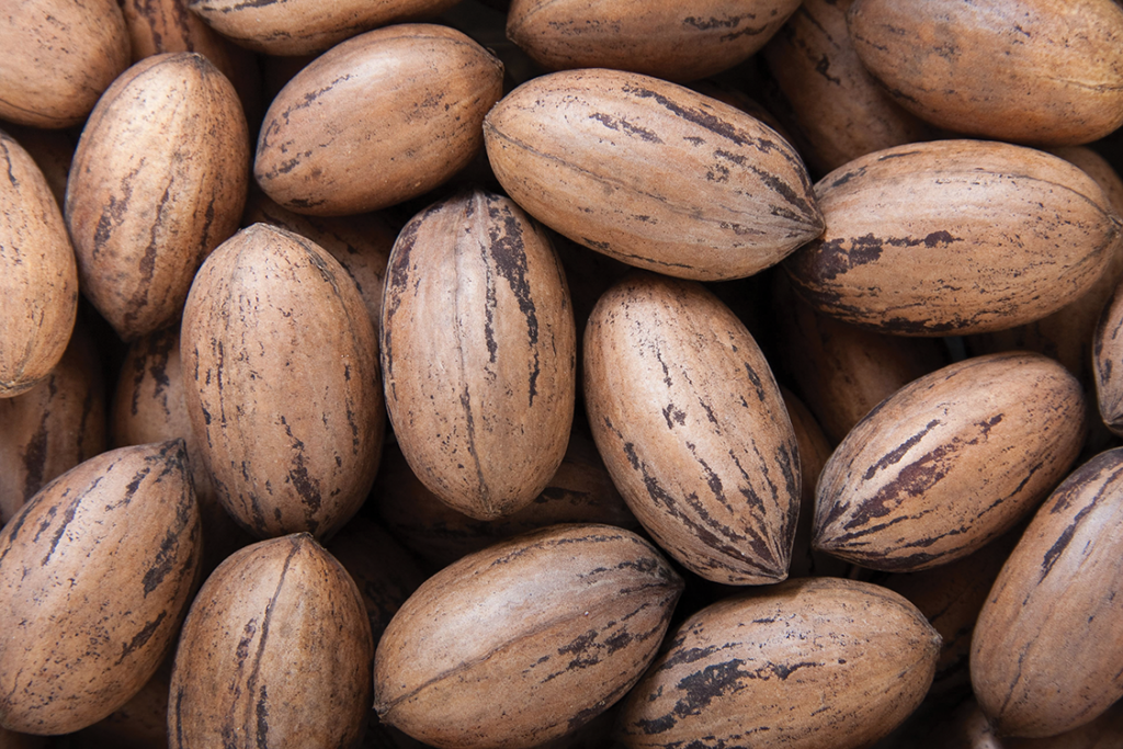 Eligible pecan growers to vote on federal marketing order July 6 to Aug. 3