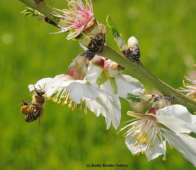 A honey bee packing her pollen on Bee Biology Road, UC Davis, before returning to her hive. (Photo by Kathy Keatley Garvey) A honey bee packing her pollen on Bee Biology Road, UC Davis, before returning to her hive. (Photo by Kathy Keatley Garvey)