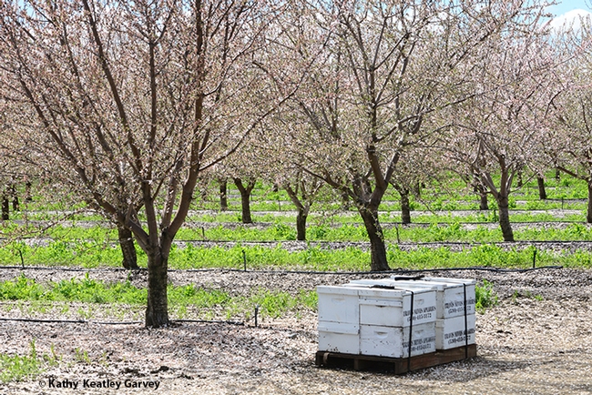 Bee hives in front of an almond orchard on March 8, 2019 in Dixon. (Photo by Kathy Keatley Garvey) Bee hives in front of an almond orchard on March 8, 2019 in Dixon. (Photo by Kathy Keatley Garvey)