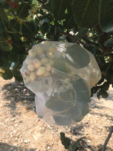 Close-up of netting wrapped around a cluster of pistachios growing on a tree.