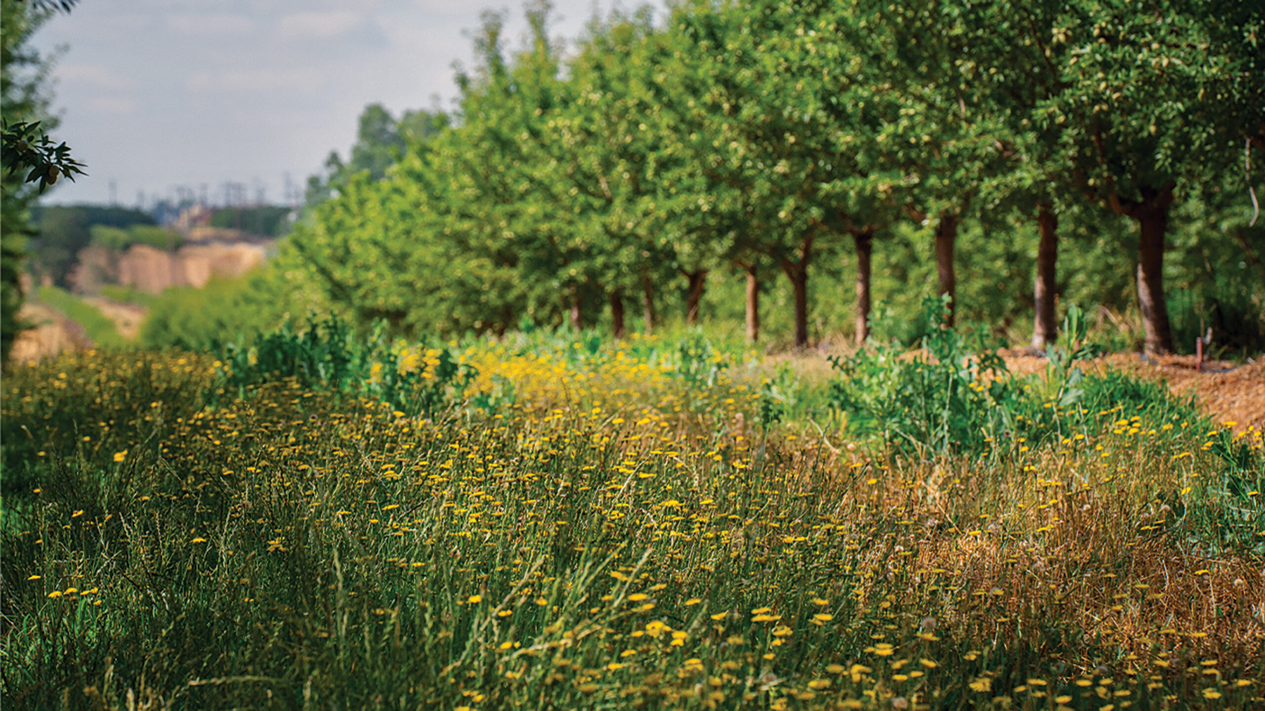 Flowering cover crops growing in an almond orchard.