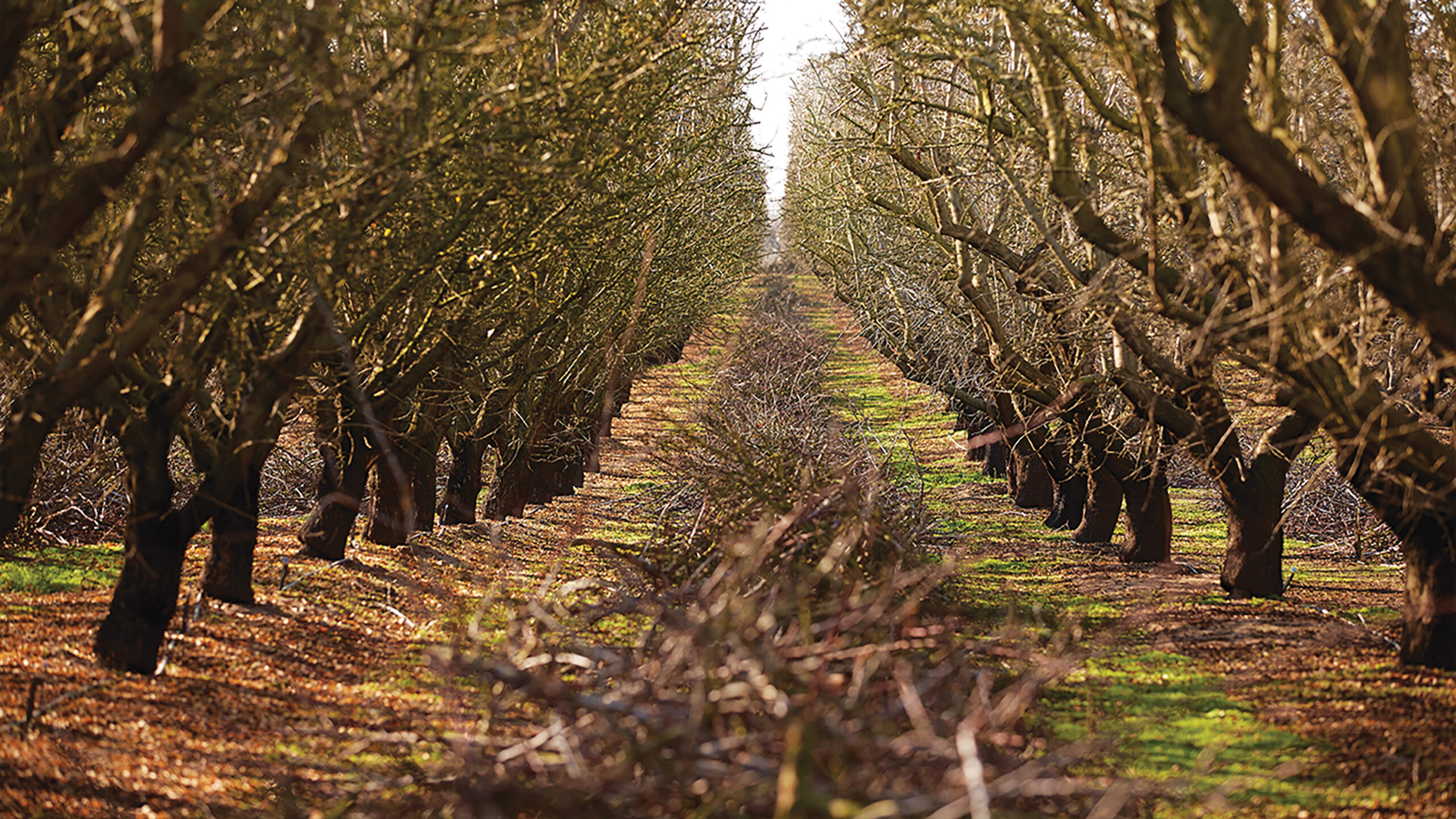 View looking down a row of trees in an almond orchard.