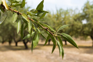 Close-up of a almond tree branch.