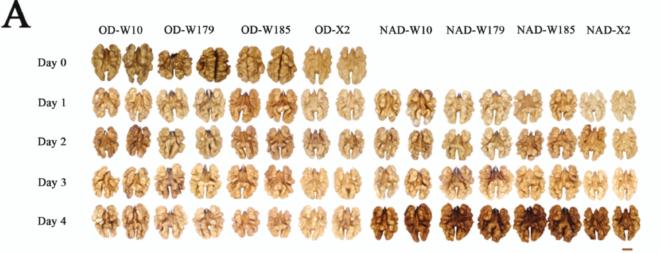 Walnuts showing differences of kernels under different drying methods.