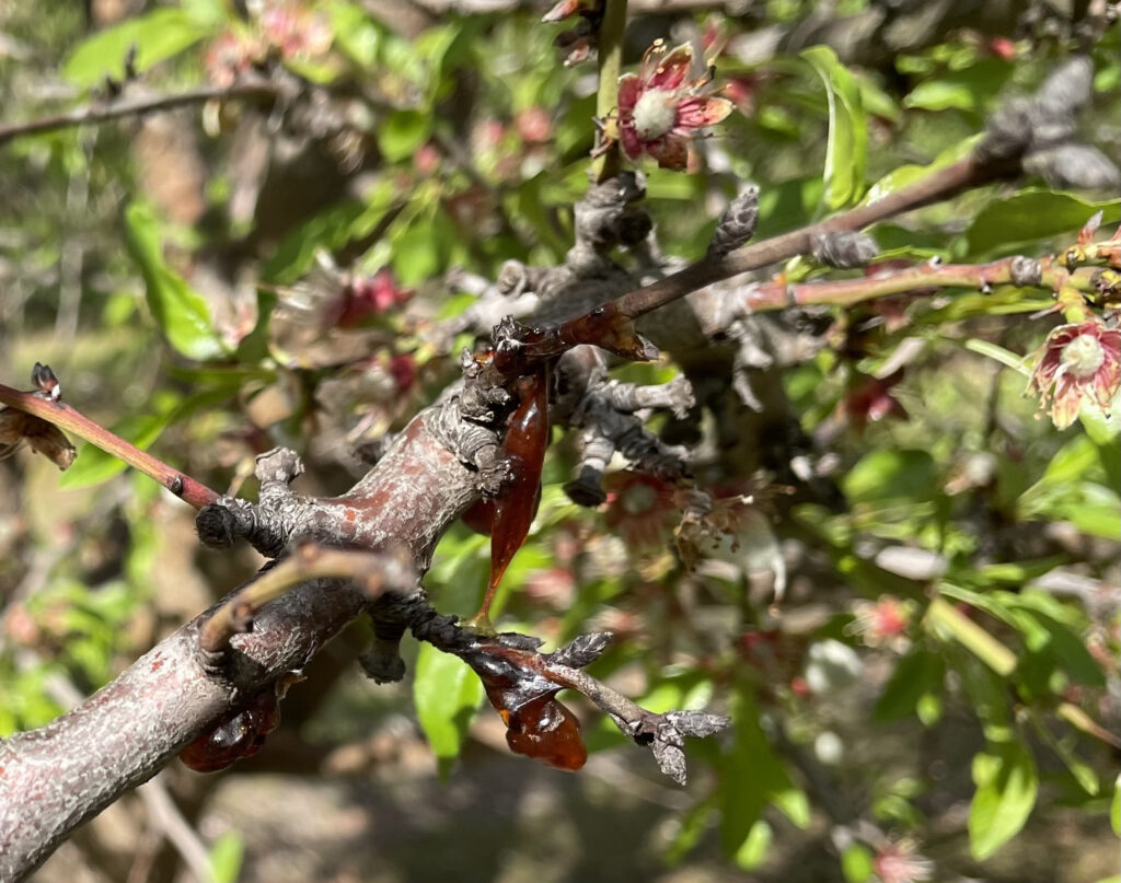 Winter weather causes pathogens, disease to crops
