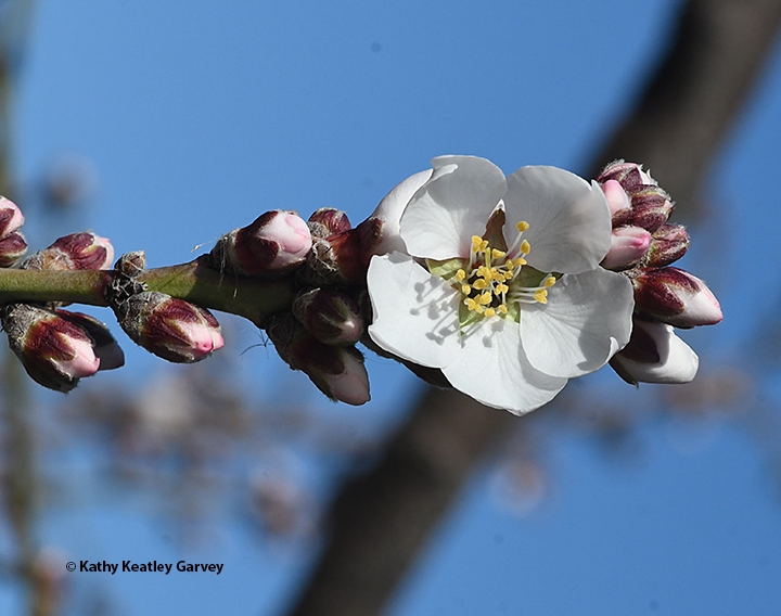 California almond pollination season is approaching