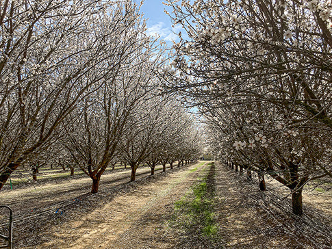 Saltier groundwater does long lasting damage, but less than feared
