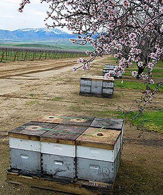 Amygdalin in almond nectar cuts viruses, gut parasites in honeybees