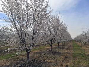 New nitrogen and potassium calculator aims to boost almond nutrient efficiency