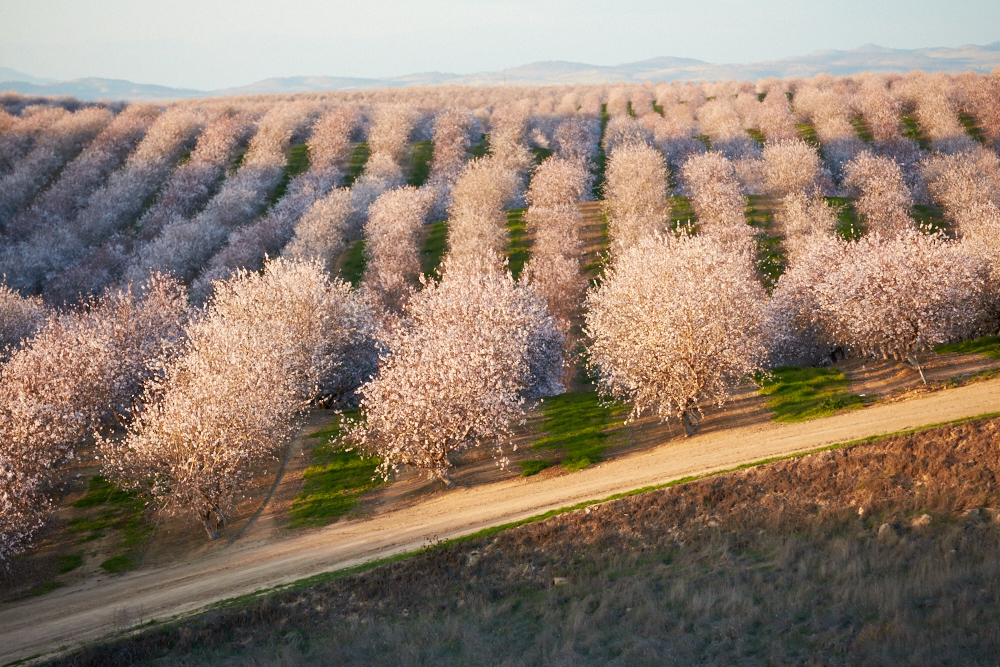 Almond Board of California 2025 board of directors election cycle now open