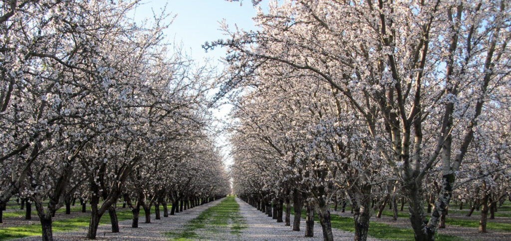 Senate committee budget proposals would increase specialty crop funding