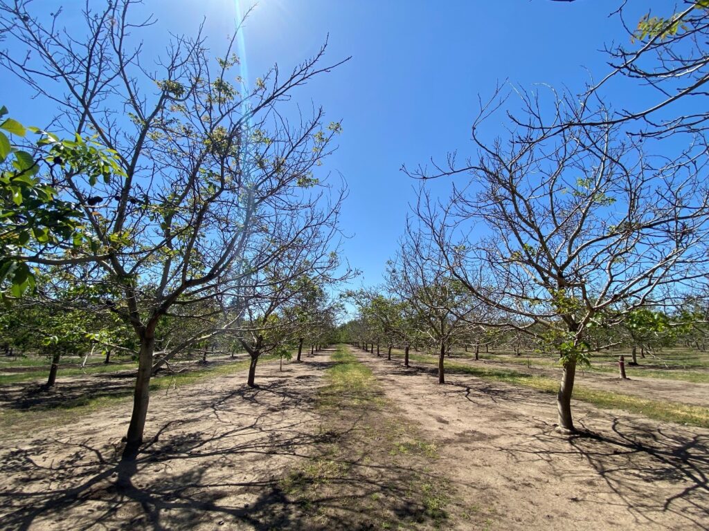November 2020: Another major autumn freeze in California walnuts