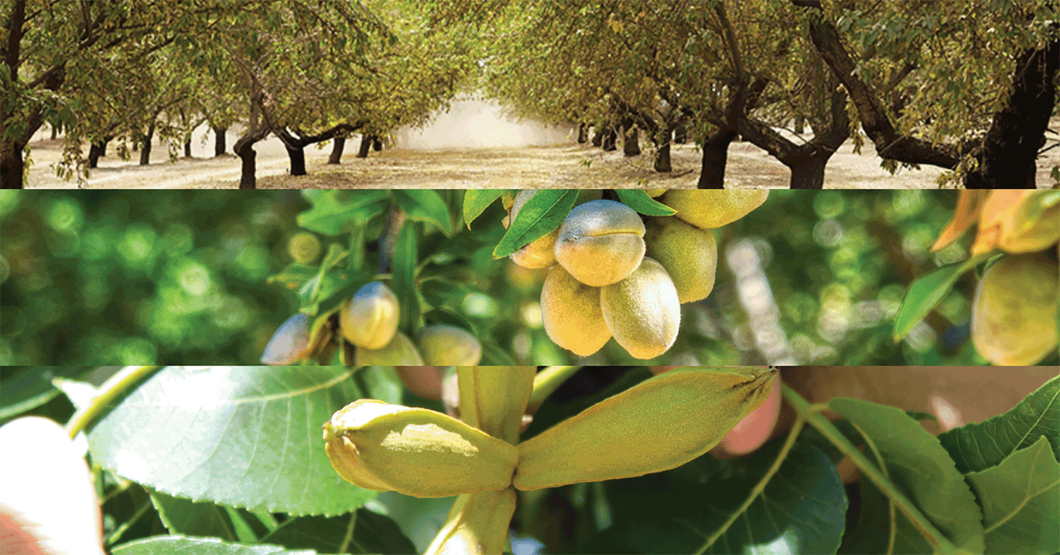 Almonds Pistachios Pecans