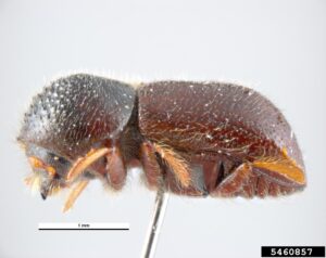 Ambrosia beetle