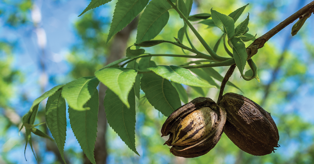 American Pecan Council and American Pecan Promotion Board reveal nutrition strategy that is crucial to pecan industry growth