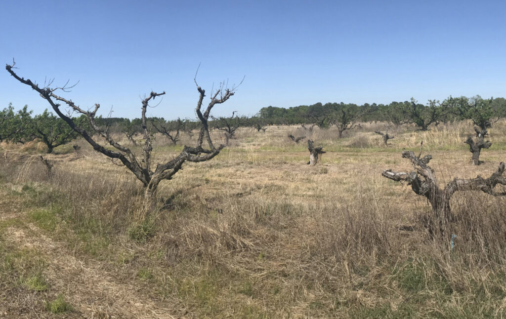 Clemson researcher leads national effort to combat Armillaria root rot