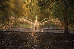 CDFA awards $1.69 million in grants to advance irrigation, nutrient management research