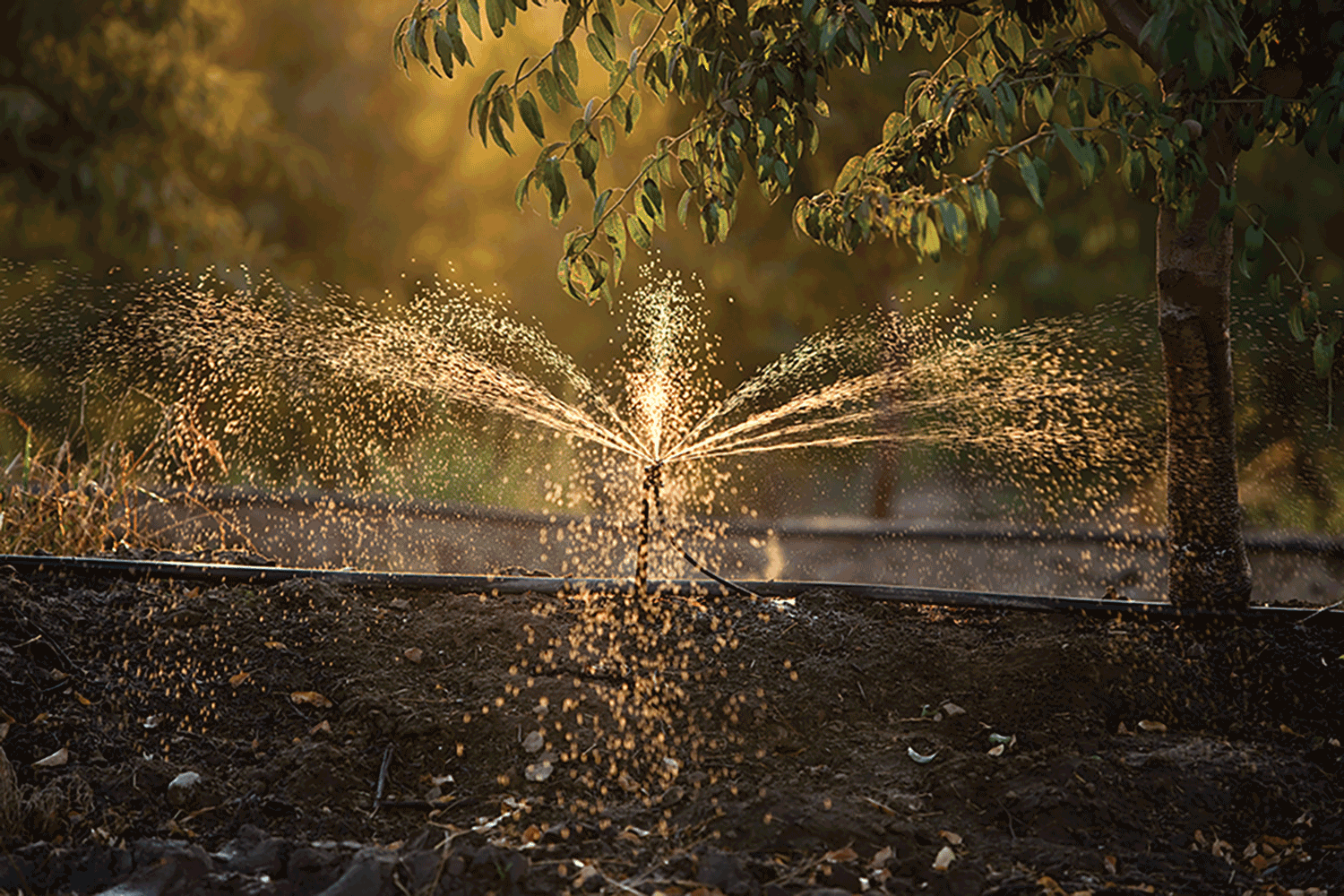 CDFA awards $1.69 million in grants to advance irrigation, nutrient management research