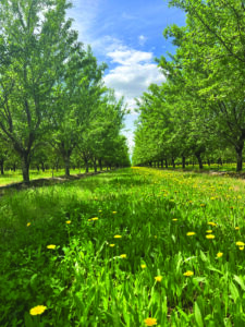 Almond trees and green grass on a sunny day, with a blue sky and white clouds in the background.