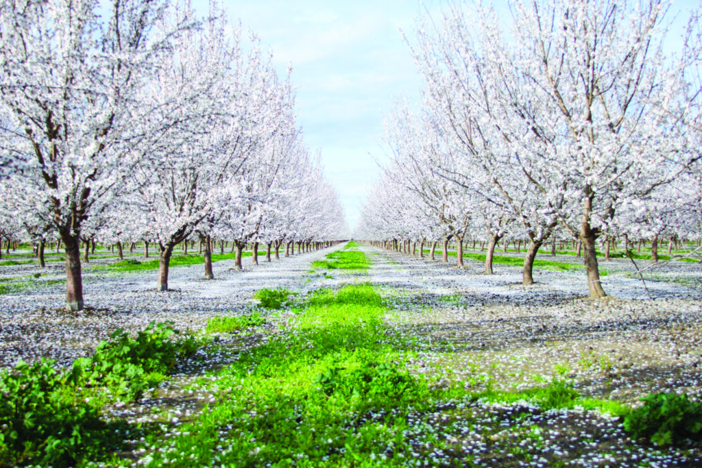 Baugher Ranch Organics almond orchard in full bloom.