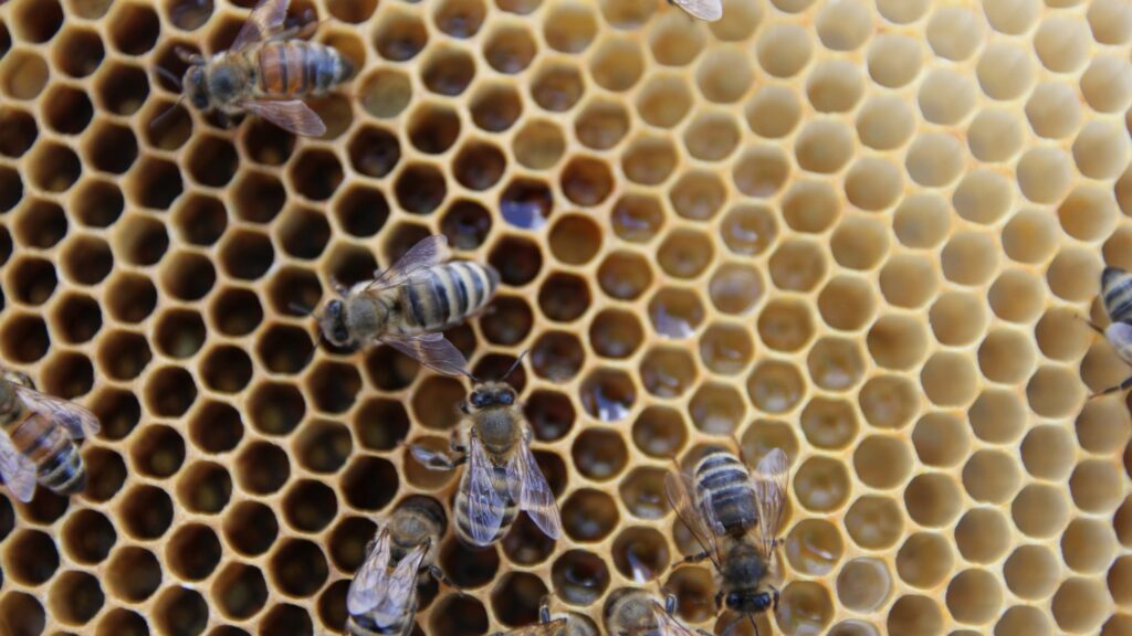 Managed honeybee colonies drop in second-highest loss rate