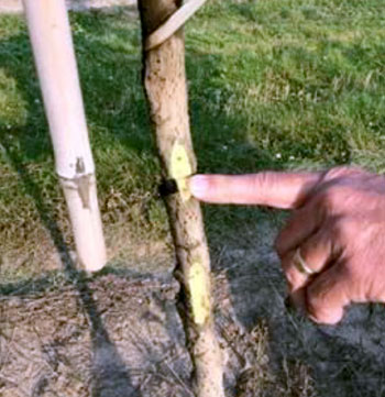 Apple damage