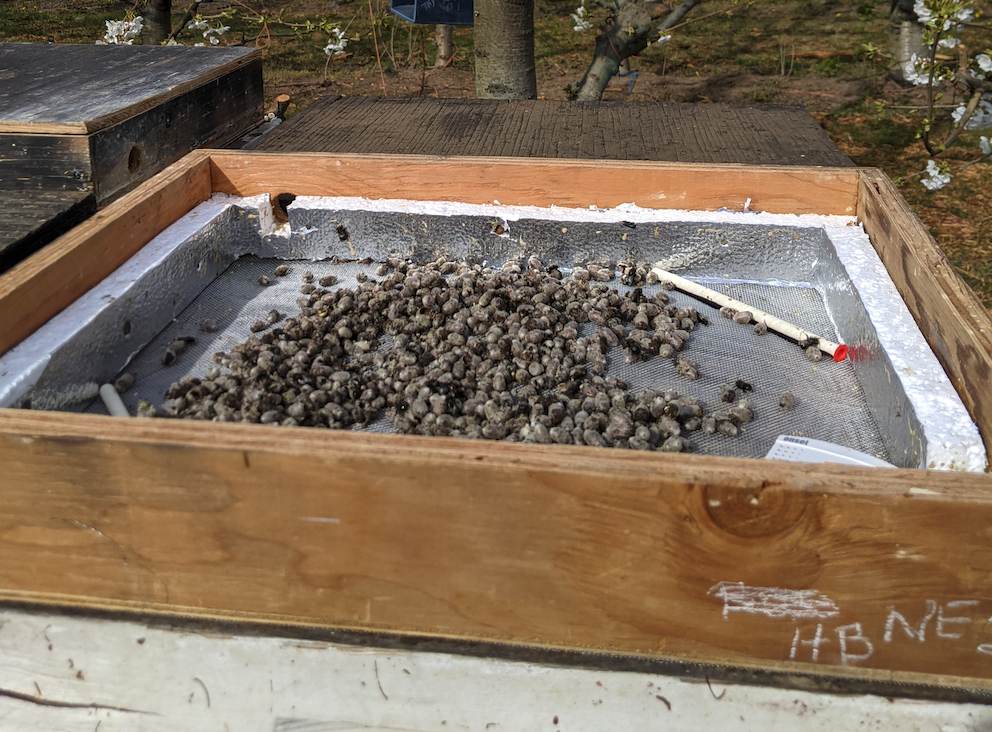 The bees and the bees: Researching co-pollination