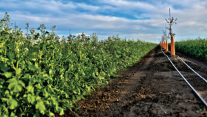 sustainability at Bullseye Farms