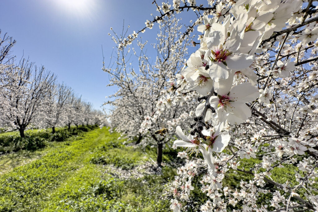 Blue Diamond Growers’ March 1 crop progress report is out