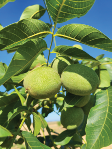 Cluster of walnuts growing on a tree.