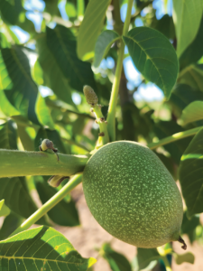 Close-up of a walnut growing on a tree.