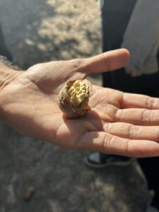 Close-up of a walnut in a hand.